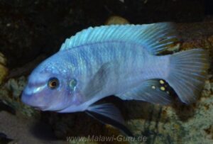 Labeotropheus fuelleborni 'Chimwalani Reef'